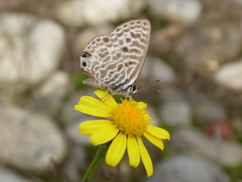 Leptotes pirithous